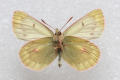 Colias cocandica hinducucica