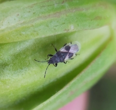 Oxycarenus luctuosus