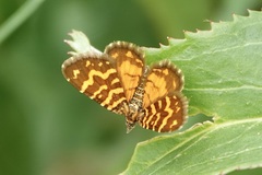 Chrysolarentia chrysocyma