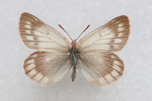 Colias cocandica hinducucica
