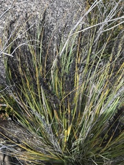 Gahnia subaequiglumis