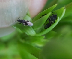 Oxycarenus luctuosus