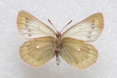 Colias cocandica hinducucica