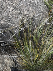 Gahnia subaequiglumis