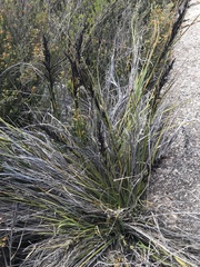 Gahnia subaequiglumis