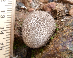 Lycoperdon scabrum