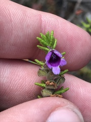 Prostanthera decussata