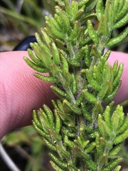 Prostanthera decussata