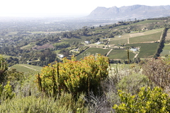 Leucadendron strobilinum