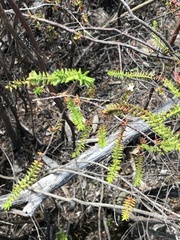 Prostanthera decussata