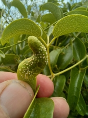 Puccinia otagensis