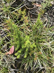 Prostanthera decussata