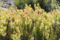 Leucadendron strobilinum