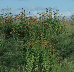 Leonotis ocymifolia