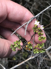 Boronia algida