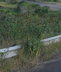 Leonotis ocymifolia
