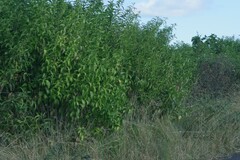 Cestrum laevigatum