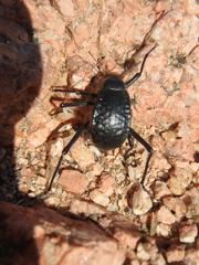 Adesmia cancellata