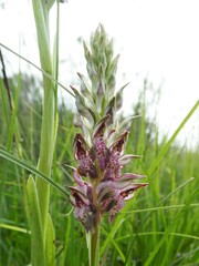 Anacamptis coriophora