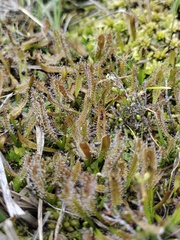 Drosera arcturi