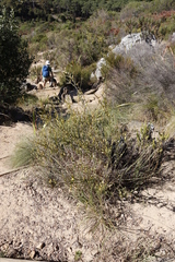 Montinia caryophyllacea