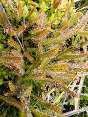 Drosera arcturi