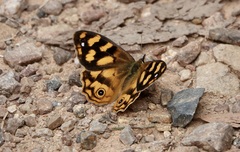 Heteronympha solandri