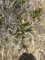 Melaleuca pallida