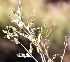 Montinia caryophyllacea