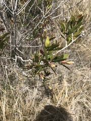 Melaleuca pallida