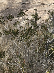 Melaleuca pallida