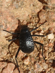 Adesmia cancellata