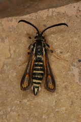 Bembecia psoraleae