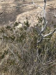 Melaleuca pallida