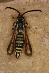 Bembecia psoraleae
