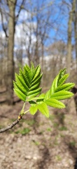 Sorbus aucuparia