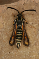 Bembecia psoraleae