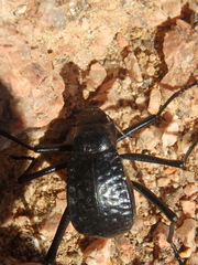 Adesmia cancellata
