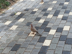 Streptopelia senegalensis