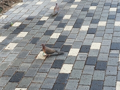 Streptopelia senegalensis