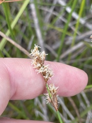 Machaerina rubiginosa