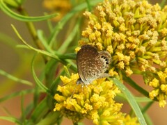 Brephidium pseudofea