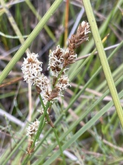 Machaerina rubiginosa