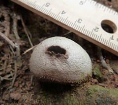 Lycoperdon scabrum