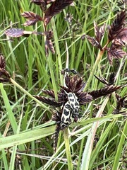 Astylus atromaculatus