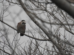 Garrulus glandarius atricapillus