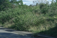 Berkheya bipinnatifida
