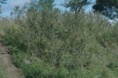 Berkheya bipinnatifida