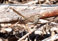 Prinia maculosa maculosa