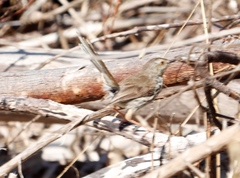 Prinia maculosa maculosa